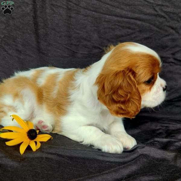 Miss Happy, Cavalier King Charles Spaniel Puppy